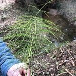 Equisetum fluviatile Frunză