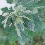 Chenopodium ficifolium Lehti