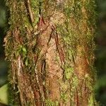 Micrandra rossiana പുറംതൊലി