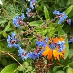Cynoglossum amabile Λουλούδι
