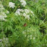 Chaerophyllum aureumFlower