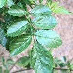 Tecomaria capensis 葉