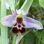 Ophrys fuciflora മറ്റ്