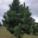 Pinus canariensis Habit
