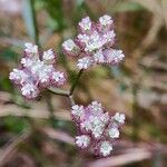 Torilis africana Flor