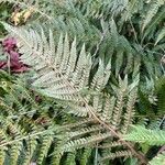 Polystichum polyblepharum Fruto