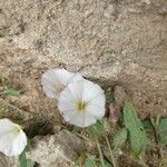 Convolvulus arvensisപുഷ്പം