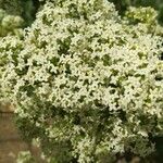Galium rubioides Кветка
