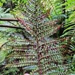 Polystichum vestitum Blad