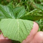 Rubus praticolor Outro