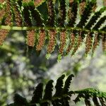 Athyrium distentifolium Vrucht