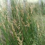 Juncus maritimus Habit