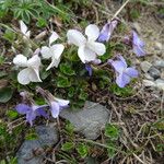 Viola rupestris Habitus