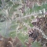 Cirsium scabrum Leaf