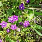 Legousia speculum-veneris Flower