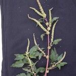 Amaranthus spinosus 整株植物