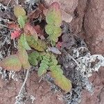 Sonchus radicatus পাতা