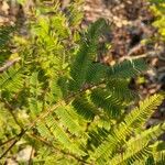 Albizia niopoides Blad