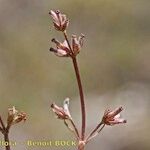 Valeriana celtica Egyéb