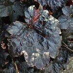 Heuchera micrantha Folha