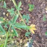 Althaea armeniaca Leaf