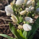 Chlorophytum tuberosum Flower