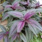 Strobilanthes auriculata 整株植物