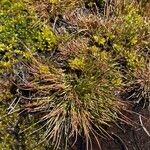 Juncus bulbosus Leaf