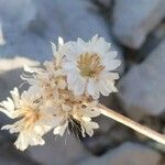 Antennaria dioica Çiçek