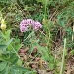 Thymus serpyllumFlors