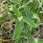 Phlomis fruticosa Fulla