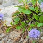 Globularia incanescens List