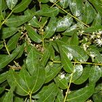 Copaifera aromatica Hábito