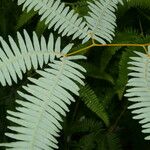 Gleichenella pectinata Hoja
