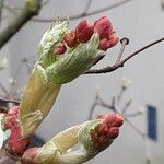 Acer japonicum 花