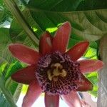 Passiflora quadrangularis 花