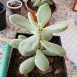 Pachyphytum bracteosum পাতা