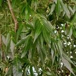 Fraxinus angustifolia Blatt