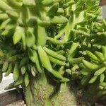 Sedum sediforme 树皮