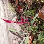 Amaranthus cruentusLeaf