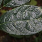 Irvingia grandifolia Листок