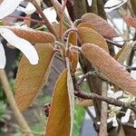 Amelanchier × lamarckii Лист