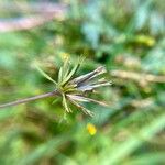 Bidens bipinnata Ffrwyth