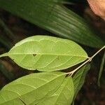 Siparuna cuspidata Leaf