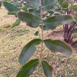 Tara spinosa Leaf