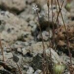 Wahlenbergia lobelioides موطن