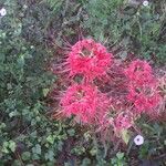 Lycoris radiata 花