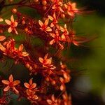 Clerodendrum paniculatum Цвят