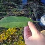 Rumex pulcherFeuille