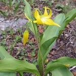 Erythronium grandiflorum Flor